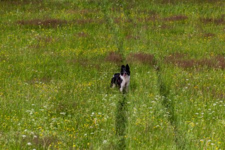 Téléchargez les photos : Collie chien de race sur une prairie - en image libre de droit