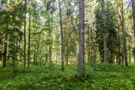 Foto de Vista de un bosque en la República Checa - Imagen libre de derechos