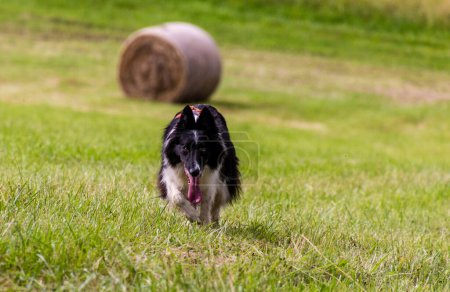 Téléchargez les photos : Collie chien de race courir sur une prairie - en image libre de droit
