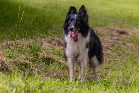 Foto de Collie raza perro en un prado - Imagen libre de derechos