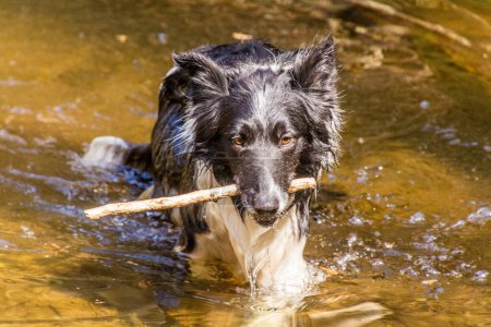 Foto de Collie criar perro en un agua con un palo - Imagen libre de derechos
