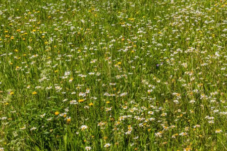 Téléchargez les photos : Prairie avec diverses fleurs colorées - en image libre de droit