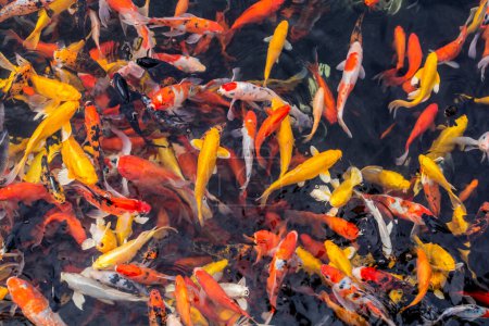 Foto de Peces coloridos en el lago del este (Dong) en Wuhan, China - Imagen libre de derechos