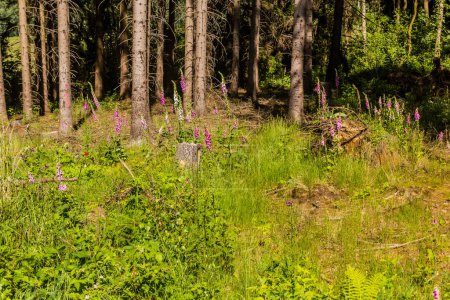 Téléchargez les photos : Foxglove (Digitalis purpurea) dans une forêt en République tchèque - en image libre de droit