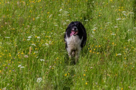 Foto de Collie raza perro corriendo en un prado - Imagen libre de derechos