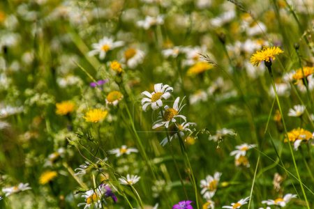 Téléchargez les photos : Prairie avec diverses fleurs colorées - en image libre de droit