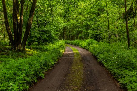 Foto de Camino forestal en el norte de Bohemia, República Checa - Imagen libre de derechos