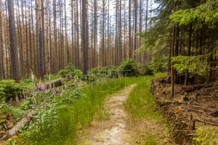 Téléchargez les photos : Forêt en Suisse bohème endommagée par le scolyte de l'épinette européenne, République tchèque - en image libre de droit