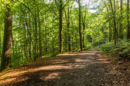 Téléchargez les photos : Sentier de randonnée dans une forêt le long de la rivière Luznice, République tchèque - en image libre de droit