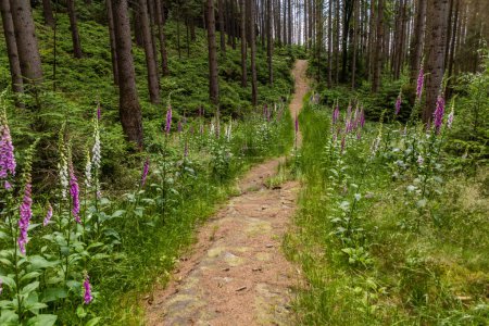 Foto de Foxglove (Digitalis purpurea) en un bosque en la Suiza de Bohemia, República Checa - Imagen libre de derechos