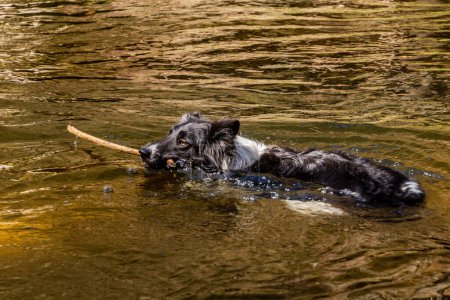Foto de Collie raza perro nadando con un palo - Imagen libre de derechos