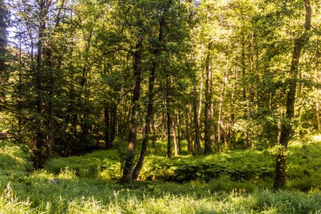Téléchargez les photos : Forêt à Brtnicky potok valley en Bohême Suisse, République Tchèque - en image libre de droit