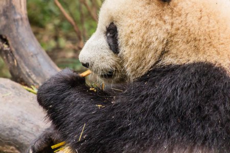 Photo for Detail of Giant Panda (Ailuropoda melanoleuca) at the Giant Panda Breeding Research Base in Chengdu, China - Royalty Free Image
