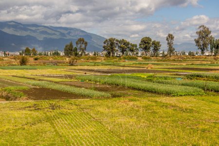 Photo for Fields near Dali ancient city, Yunnan province, China - Royalty Free Image