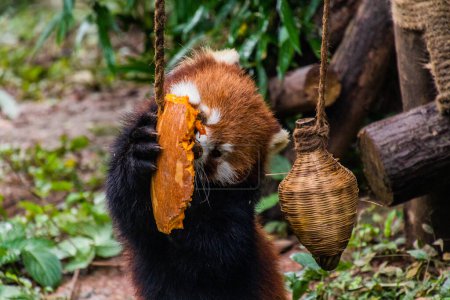 Téléchargez les photos : Panda rouge (Ailurus fulgens) mangeant une citrouille à la Base de recherche sur la reproduction du panda géant à Chengdu, en Chine - en image libre de droit