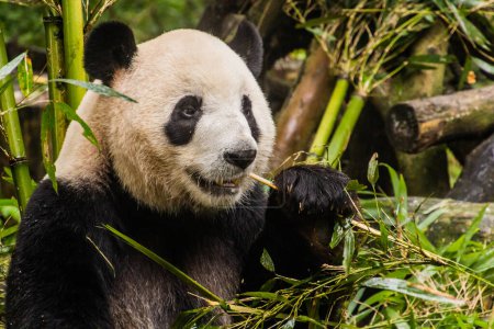 Téléchargez les photos : Panda géant (Ailuropoda melanoleuca) mangeant du bambou à la Base de recherche sur l'élevage du panda géant à Chengdu, en Chine - en image libre de droit