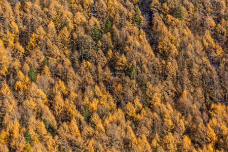 Téléchargez les photos : Arbres d'automne colorés dans la vallée de Haizi près de la montagne Siguniang dans la province du Sichuan, en Chine - en image libre de droit