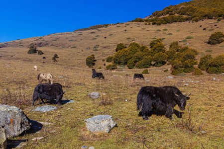 Foto de Yaks en el valle de Haizi cerca de la montaña Siguniang en la provincia de Sichuan, China - Imagen libre de derechos