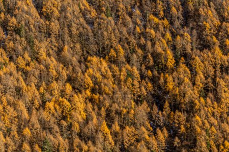 Photo for Colorful autumn trees in Haizi valley near Siguniang mountain in Sichuan province, China - Royalty Free Image