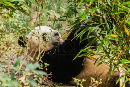 Foto de Panda Gigante (Ailuropoda melanoleuca) comiendo bambú en la Base de Investigación de Cría de Panda Gigante en Chengdu, China - Imagen libre de derechos