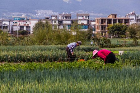Foto de DALI, CHINA - 12 DE NOVIEMBRE DE 2019: Agricultores en sus campos cerca de la antigua ciudad de Dalí, provincia de Yunnan, China - Imagen libre de derechos