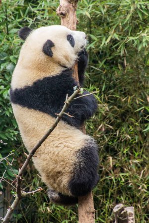 Photo for Giant Panda (Ailuropoda melanoleuca) climbing a tree at the Giant Panda Breeding Research Base in Chengdu, China - Royalty Free Image