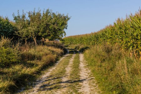 Foto de Camino en los campos en la región de Moravia Karst, República Checa - Imagen libre de derechos