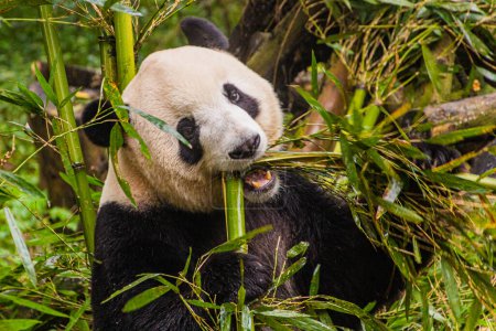 Téléchargez les photos : Panda géant (Ailuropoda melanoleuca) mangeant du bambou à la Base de recherche sur l'élevage du panda géant à Chengdu, en Chine - en image libre de droit