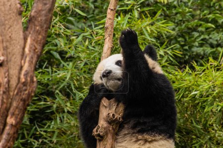 Foto de Panda Gigante (Ailuropoda melanoleuca) trepando un árbol en la Base de Investigación de Cría de Panda Gigante en Chengdu, China - Imagen libre de derechos