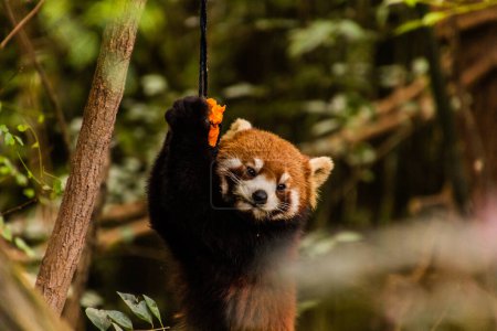 Foto de Panda rojo (Ailurus fulgens) en la Base de Investigación de Cría de Panda Gigante en Chengdu, China - Imagen libre de derechos