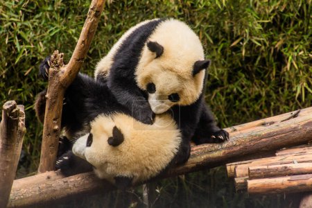 Foto de Dos pandas gigantes (Ailuropoda melanoleuca) jugando juntos en la base de investigación de cría de pandas gigantes en Chengdu, China - Imagen libre de derechos