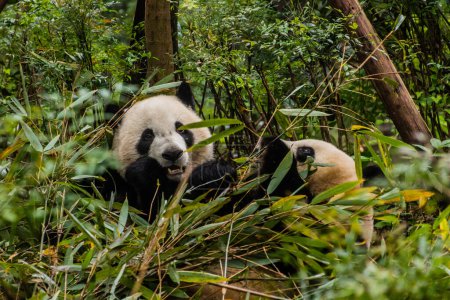 Foto de Panda Gigante (Ailuropoda melanoleuca) en la Base de Investigación de Cría de Panda Gigante en Chengdu, China - Imagen libre de derechos