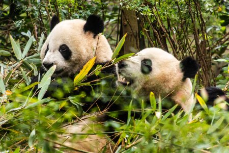 Téléchargez les photos : Panda géant (Ailuropoda melanoleuca) à la Base de recherche sur l'élevage du panda géant à Chengdu, en Chine - en image libre de droit