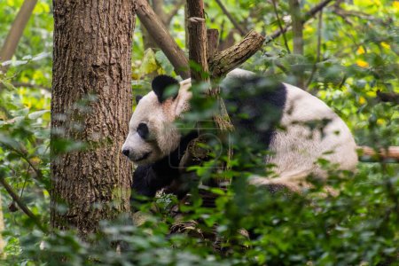 Téléchargez les photos : Panda géant (Ailuropoda melanoleuca) sur un arbre à la Base de recherche sur l'élevage du panda géant à Chengdu, en Chine - en image libre de droit