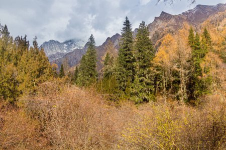 Téléchargez les photos : Forêt dans la vallée de Changping près de la montagne Siguniang dans la province du Sichuan, Chine - en image libre de droit