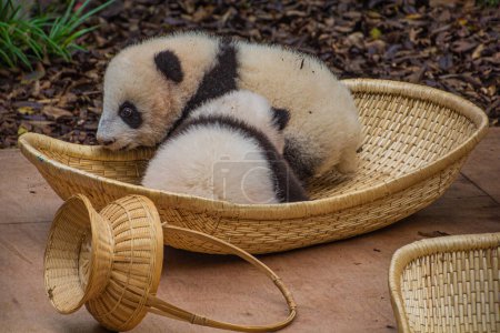 Téléchargez les photos : Pandas géants pour bébés (Ailuropoda melanoleuca) à la base de recherche sur l'élevage du panda géant à Chengdu, en Chine - en image libre de droit