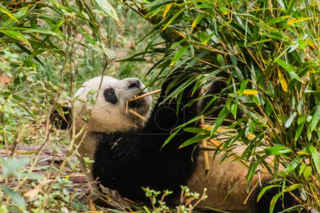 Foto de Panda Gigante (Ailuropoda melanoleuca) comiendo bambú en la Base de Investigación de Cría de Panda Gigante en Chengdu, China - Imagen libre de derechos