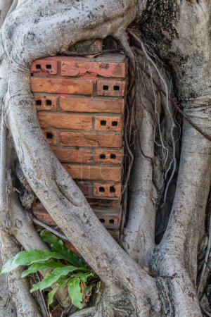 Foto de Raíces de árboles sobre una pared de ladrillo en Chiang Mai, Tailandia - Imagen libre de derechos