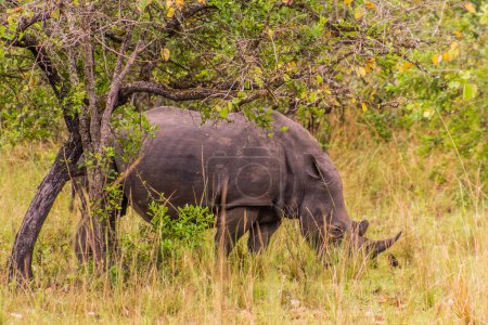 Foto de Rinoceronte blanco del sur (Ceratotherium simum simum) en Ziwa Rhino Sanctuary, Uganda - Imagen libre de derechos