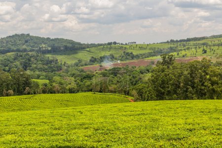 Photo for Tea plantations near Rweetera village in the crater lakes region near Fort Portal, Uganda - Royalty Free Image