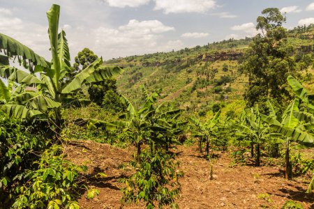 Foto de Plantación de plátanos cerca del pueblo de Sipi, Uganda - Imagen libre de derechos