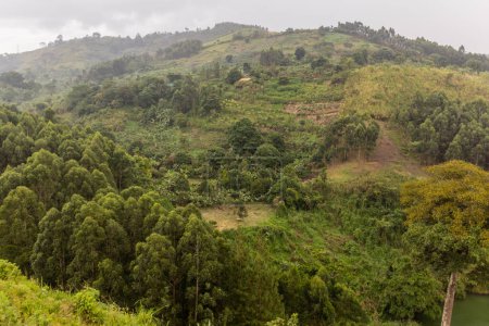 Photo for Lush rural landscape of the crater lakes region near Fort Portal, Uganda - Royalty Free Image