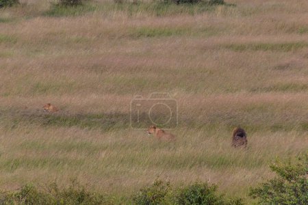 Photo for Lions in Masai Mara National Reserve, Kenya - Royalty Free Image