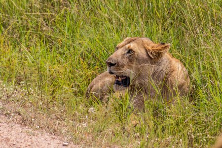 Photo for Lion in Masai Mara National Reserve, Kenya - Royalty Free Image