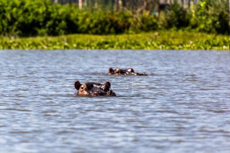 Photo for Hippopotamus (Hippopotamus amphibius) on Naivasha lake, Kenya - Royalty Free Image
