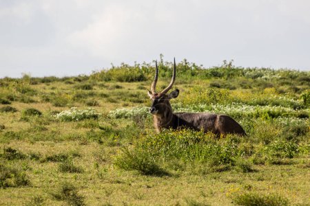 Téléchargez les photos : Waterbuck (Kobus ellipsiprymnus) au Crescent Island Game Sanctuary sur le lac Naivasha, Kenya - en image libre de droit