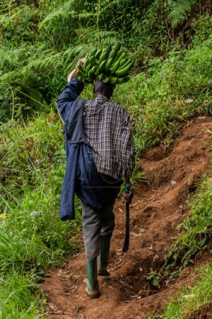 Photo for MOUNT ELGON, UGANDA - FEBRUARY 26, 2020: Local man carrying bunch of matoke bananas near Mount Elgon, Uganda - Royalty Free Image