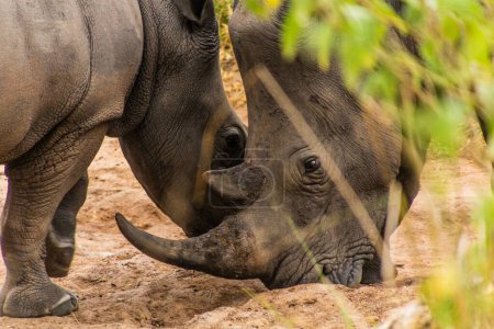 Téléchargez les photos : Rhinocéros blanc du Sud (Ceratotherium simum simum) dans le sanctuaire Ziwa Rhino, Ouganda - en image libre de droit