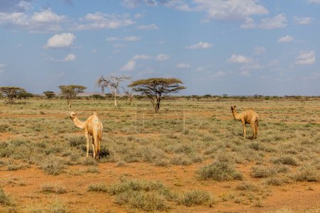 Foto de Camellos cerca de Marsabit town, Kenia - Imagen libre de derechos