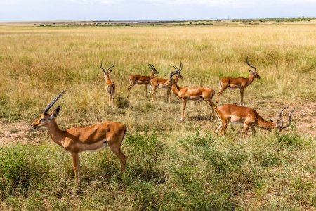 Photo for Impalas (Aepyceros melampus) in Masai Mara National Reserve, Kenya - Royalty Free Image